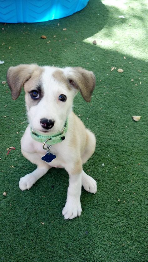 Gives 0 f's she lost her leg from being attacked by a dog. Roxy the puppy is a champ. :) 3 Legged Dog, Eye Expressions, National Dog Day, Jack Russells, Dog Day, Dog Facts, Puppy Eyes, August 26, Jack Russell Terrier