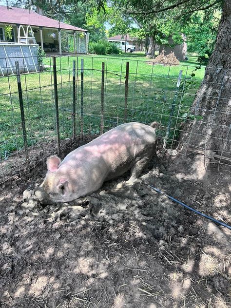 🤓FUN FACT: Pigs are unable to sweat, 🐷 so the only way to stay cool - mud baths or pool time. 💦Our pigs have both. 🌞Right now they are drinking 10 gallons or more of water each day to get through the hot weather. 🥵 Mud Bath, Pool Time, Hot Weather, Stay Cool, The Only Way, Each Day, Pigs, Fun Facts, Pool