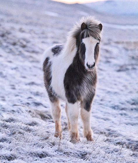 ♡ICELANDIC HORSES♡ on Instagram: “Pretty little guy😍 He’s a silver black tobiano/splash and is also for sale, owned by “horses from Röðull” (you can find them on fb)🤗 He is…” Card Reference, Mini Horses, Icelandic Horses, Pony Breeds, Miniature Horses, Icelandic Horse, Horse Aesthetic, Mini Horse, Horse Pattern