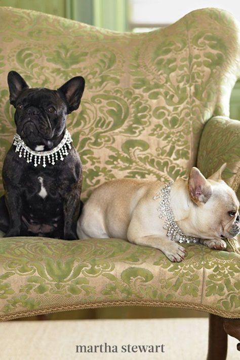 For the most pampered pup, these sparkling necklaces are simple to make with grosgrain ribbon and dangling rhinestone trim for glam dog photoshoots or family portraits. #marthastewart #pets #diypets #petbeds #petfurniture #diyprojects Diy Bling Dog Collar, Dog Jewelry For Dogs, Dog Grooming Photoshoot, Diy Dog Collar Tutorial, Dog Necklace Collar Diy, Diy Dog Jewelry, Diy Dog Necklace, Jewelry For Dogs, Dog Necklace Collar