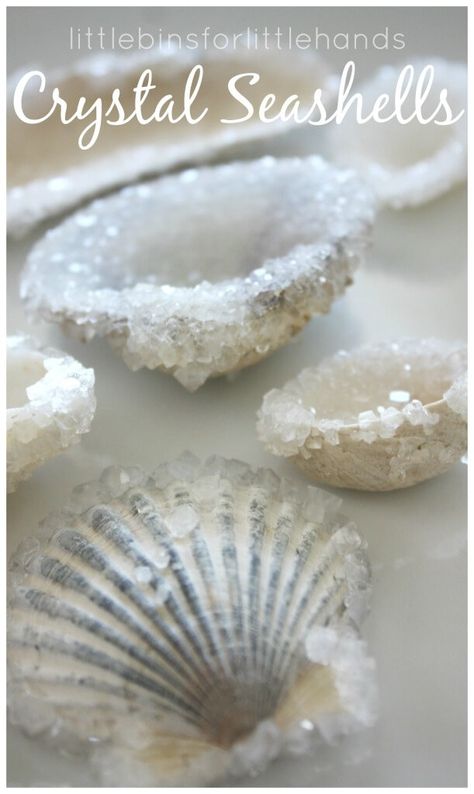 Borax Crystals, Stem Projects For Kids, Crystal Seashells, Growing Crystals, How To Make Crystals, Oyster Shell Crafts, Seashell Projects, Science Crafts, Shell Crafts Diy