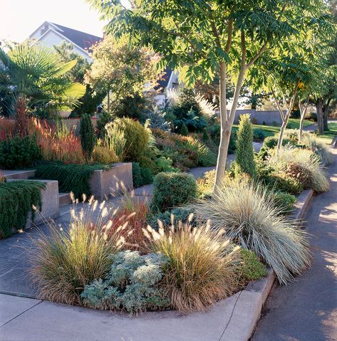 Sidewalk Landscaping, Grass Design, Australian Native Garden, Drought Tolerant Garden, Drought Tolerant Landscape, Front Yard Design, Grasses Landscaping, Australian Garden, Grasses Garden