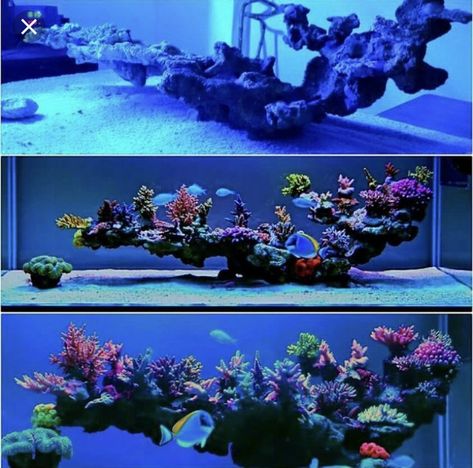 Is Marco Rock premium shelf rock  the best dry rock? | Page 5 | REEF2REEF Saltwater and Reef Aquarium Forum Reef Tank Design, Aquarium Saltwater, Reef Aquascaping, Reef Tank Aquascaping, Saltwater Aquarium Setup, Nano Reef Tank, Coral Aquarium, Marine Fish Tanks, Saltwater Aquarium Fish