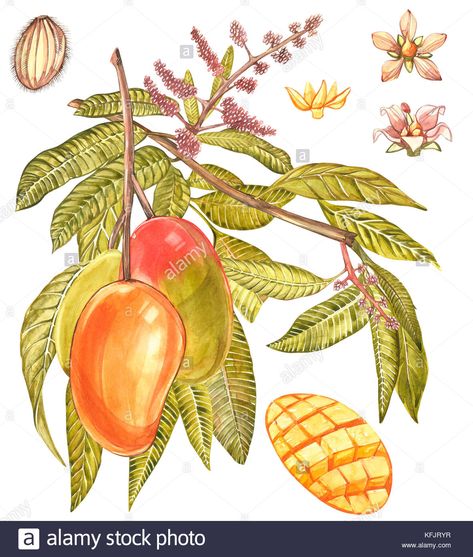 Mango Plant, Mango Flower, Tree Watercolor, Air Asia, Mango Fruit, Mango Tree, Fruit Flowers, Fruit Painting, Unique Trees