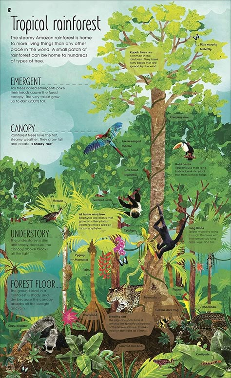 Rainforest Poster, Rainforest Project, Rainforest Biome, Forest Resources, Magic And Mystery, Forest And Wildlife, Infographic Poster, Natural Science, Amazon Rainforest