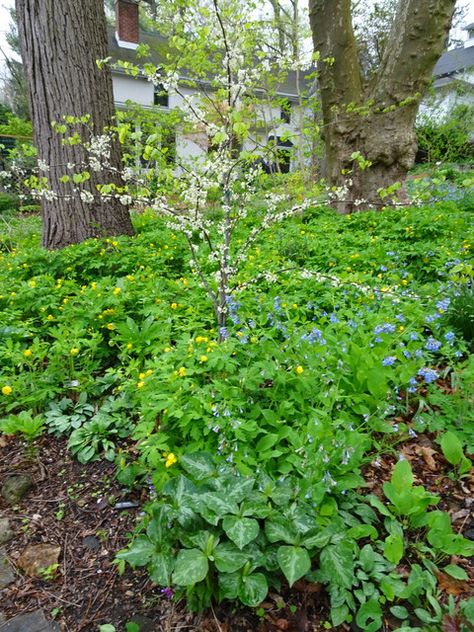 Your Native Woodland: If You Build It They Will Come, Part 2 | CAROLYN'S SHADE GARDENS Naturalistic Garden, Virginia Bluebells, Black Walnut Tree, Creeping Phlox, Shade Gardens, Native Plant Gardening, Natural Ecosystem, Wildlife Gardening, Unusual Plants