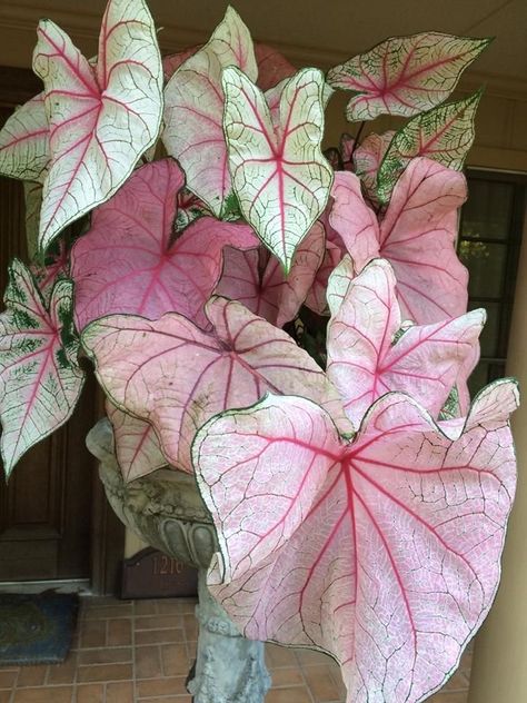 Caladium White Queen, Pink Princess Symphony Caladium, Pink Caladium, Pastel Plants, Plants With Pink Flowers, Plants House, Plant Goals, Inside Garden, Tyler Texas