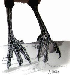 Raven feet by Reptangle Scientific Drawing, Cat Art Illustration, Cat Artwork, Ink Wash, Bird Artwork, Bear Art, Watercolor Inspiration, Detail Art, Colored Pencil