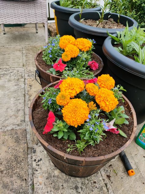 Love the vibrant orange in this it really makes the wood stand out. When the lobelia come out it should make a very interesting contrast of colour. Marigold Planters, Marigolds In Pots, Petunia Planter, Best Insect Repellent, Red Creeping Thyme, Grow Lemongrass, Planter Arrangements, Natural Pesticides, Natural Mosquito Repellant