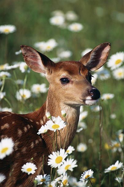 Deer Deterent, Deer Repellant, Deer Fence, Yellow Card, Deer Resistant Plants, Pretty Animals, Zoo Animals, Forest Animals, Woodland Animals