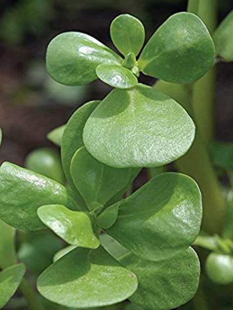 Portulaca oleracea subsp. sativa (Golden Purslane)  #portulaca #succulentopedia #succulents #CactiAndSucculents #succulent #SucculentPlant #SucculentPlants #SucculentCollection #SucculentGarden #DesertPlants Seed Storage, Portulaca Oleracea, Seed Pack, Desert Plants, Organic Seeds, Heirloom Seeds, Leafy Greens, Succulents Garden, Cacti And Succulents