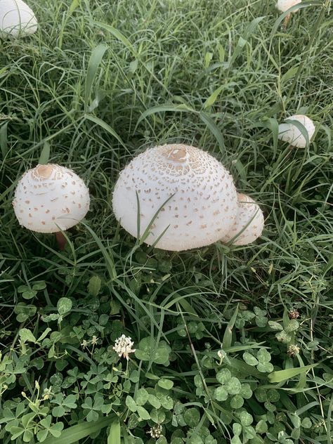 White Mushroom Aesthetic, Mushroom Core, White Mushroom, Lucid Dream, White Mushrooms, Lucky Rabbit, Fairy Aesthetic, Green Bean, Aesthetic Pics