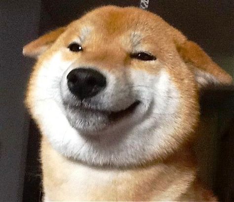 21 Pictures That Prove Shiba Inus Are The Quirkiest Dogs Ever Shiba Meme, Motivational Animals, Xe Ducati, Smiling Animals, Dog Meme, Japanese Dogs, Shiba Inu Dog, Love My Dog, Smiling Dogs