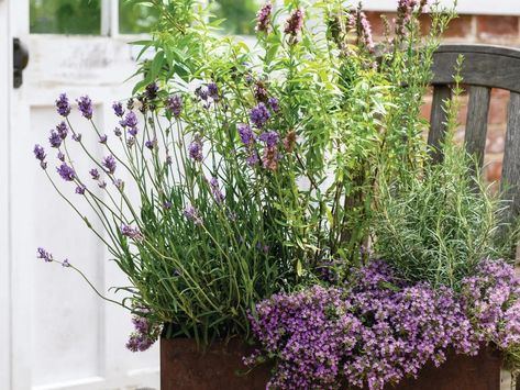 An aromatic planting display using lavender and rosemary Rosemary Planter Ideas, Rosemary Planter, Using Rosemary, Using Lavender, Pot Display, Lavender And Rosemary, Lavender And Lemon, Rosemary Lavender, Planter Ideas