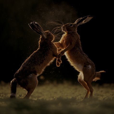 Brown hares Boxing Boxing Skills, Boxing Hares, Owl Print, Animal Behavior, Barn Owl, Amazing Nature, Animal Kingdom, Boxing, Victorious