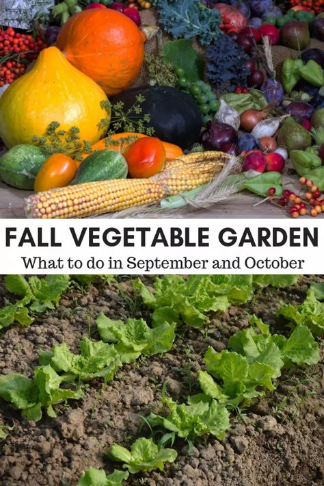 Great ideas for vegetables to plant in your fall garden. #AcreLife #fallgarden #fallvegetables #vegetablegarden What To Plant In October In Florida, Garden Layout Small, September Gardening, Homestead Garden Layout, Fall Vegetable Garden, Planting Lettuce, Vegetable Beds, Balcony Gardening, Fall Planting