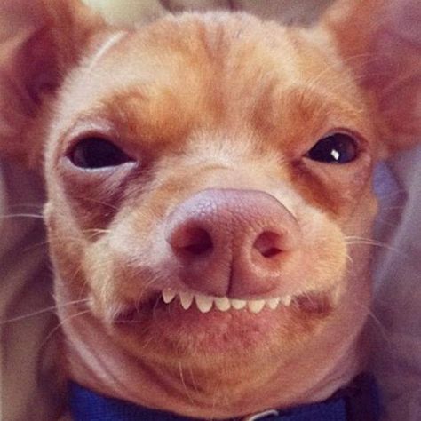 overbite dog Tuna Dog, Dog Expressions, Grumpy Cat, Funny Animal Pictures, Little Dogs, Animal Memes, Bones Funny, Christmas Dog, I Love Dogs