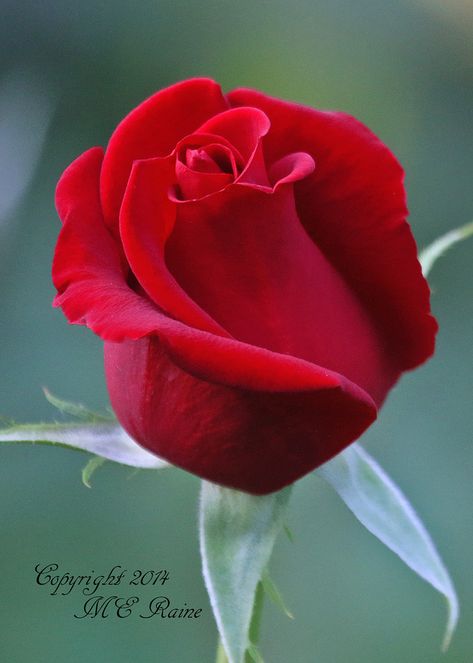 Rose House, Beautiful Red Roses, The Secret Garden, Beautiful Rose Flowers, Morning Greetings, Morning Flowers, Love Rose, Tea Roses, Beautiful Blooms