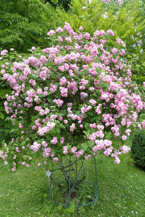 When you are shopping for roses, you'll come across many that are classified as shrub roses. This can be confusing, as although all roses are shrubs, not all are shrub roses. Hint: it doesn't refer to their growth habit. Learn all about these plants and our favorite choices now on Gardener's Path. #roses #gardenerspath Rose Shrub, Shrub Roses Bushes, Double Delight Rose Bush, Rose Of Sharon Companion Plants, Pink Rose Bush, Pink Bushes Flowering Shrubs, Planting Rose Bushes, Lawn Activities, Pink Flowering Bushes