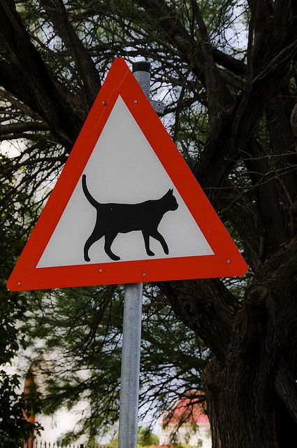 CAT CROSSING  (My favorite road sign ever... and it is in South Africa! Yay!! :~))) Cat Crossing Sign, Animal Crossing Cats, Funny Road Signs, Cat Sign, Crossing Sign, Cat Stands, Cats For Sale, Urban Nature, Traffic Signs