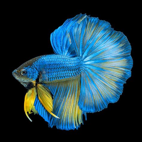 Siamese Fish, Ikan Air Tawar, Betta Fish Types, Pretty Fish, Betta Fish Tank, Beta Fish, Halfmoon Betta, Beautiful Sea Creatures, Fish Wallpaper