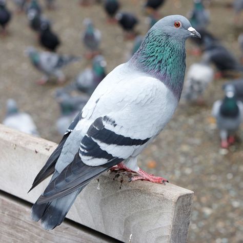 Pet Pigeon, Cute Pigeon, Pigeon Pictures, Pigeon Breeds, Pigeon Bird, Birds Wallpaper, Pigeon Pose, Bird Wallpaper, Nature Birds