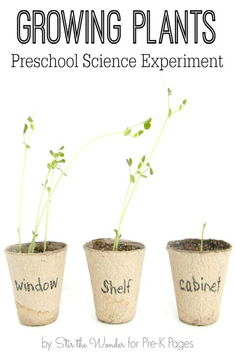 Science for Kids: Growing Plants Experiment. Your Preschool and Kindergarten kids will love growing plants at home or in the classroom with this fun science experiment! What do plants need to grow? Experiment and find out! - Pre-K Pages Plants Experiment, Plants Science Experiments, Plant Experiments, Vetenskapliga Experiment, Plants Kindergarten, Planting For Kids, Plants Unit, Plant Activities, Time Meaning