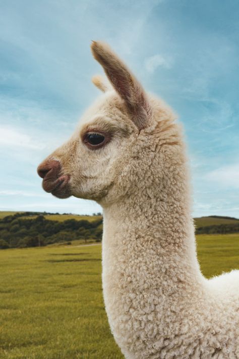 Happy Pictures, Beautiful Creatures, Llama, Alpaca, Cottage, Photography, Animals, Art