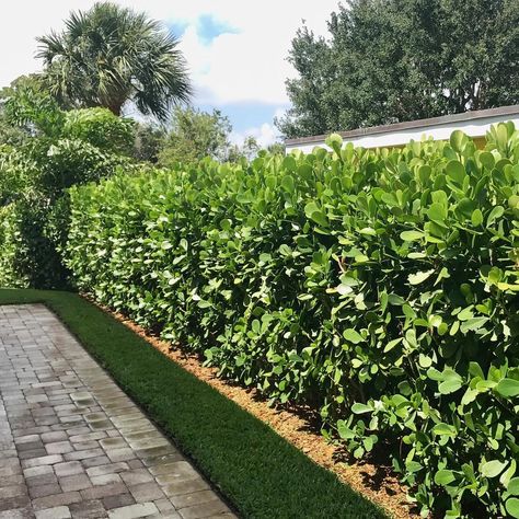 Clusia Hedge Landscaping Ideas, Clusia Landscaping Ideas, Clusia Hedge, Landscaping Entrance, Monument Ideas, Hedges Landscaping, Yard Renovation, Florida Bungalow, Backyard Goals