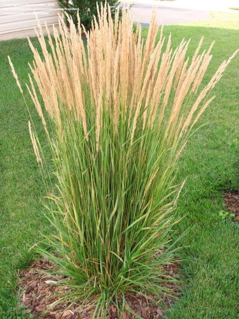 Backyard Decking, Calamagrostis Karl Foerster, Ornamental Grass Landscape, Garden Exterior, Feather Reed Grass, Perennial Grasses, Grasses Landscaping, Grasses Garden, Ornamental Grasses