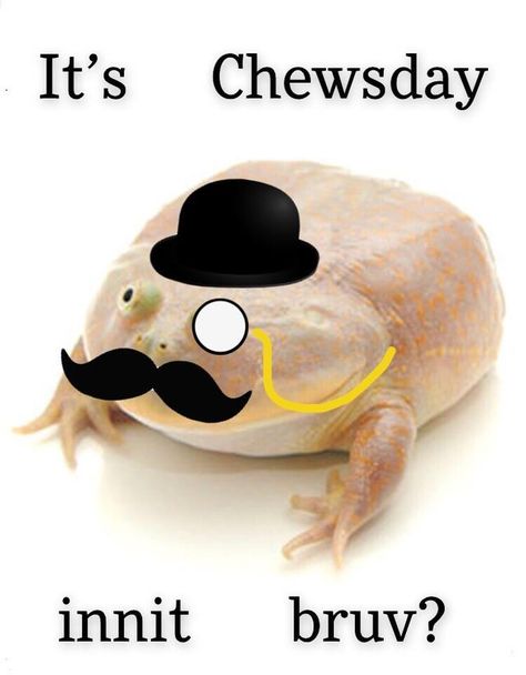 Its Chewsday Innit, It Is Saturday My Dudes Frog, It Is Wednesday My Dudes, Silly Frog, Frog Quotes, Pet Frogs, Frog Meme, Frog Pictures, Funny Frogs