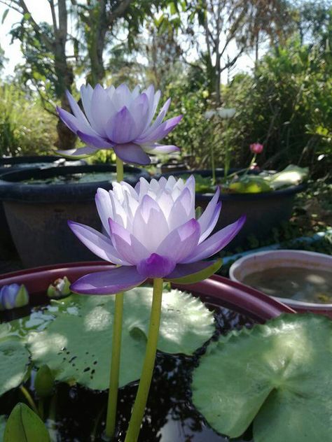 Flower Profile, Blue Lotus Flower, Lily Lotus, Water Lilly, Boquette Flowers, Pond Plants, Flower Landscape, Lotus Blossom, Flower Therapy