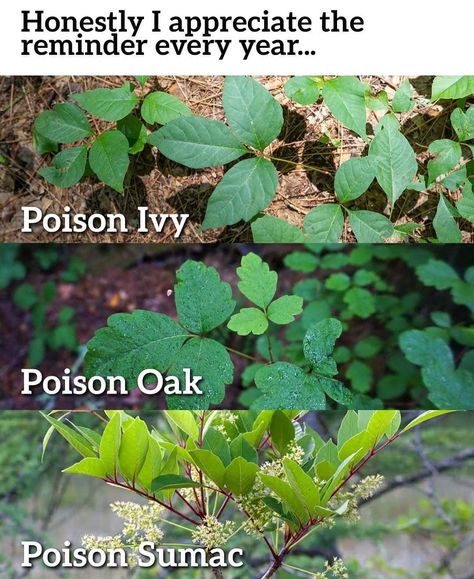 File this away somewhere handy… | poison ivy, poison oak, poison sumac Poison Oak Remedies, Poison Sumac Plant, Poison Oak Plant, Poison Ivy Plants, Poison Sumac, Poison Oak, Tree Id, Ivy Plants, Poisonous Plants