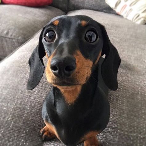 So cute! 😍 black and tan dachshund... If you love dachshunds, visit our blog to find the best products and accessories for hounds and #doglovers. #dachshundcentral #dachshund #cute #sausagedog #doxie 📸 credits unknown Dachshund Cute, Tan Dachshund, Dachshund Breed, Black And Tan Dachshund, Black Dachshund, Clever Dog, Weiner Dogs, Miniature Dachshunds, Dachshund Mom