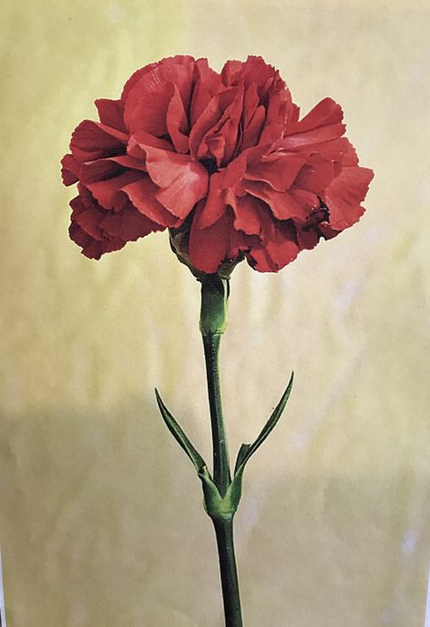 Drawing Of Carnation Flower, Carnation Reference, Red Carnation Tattoo, Carnation Flower Art, Carnation Photography, Carnation Illustration, Red Carnation Drawing, Red Carnation Flower Drawing, Carnation Flower Illustration