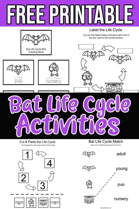 These bat life cycle printable activities help children visualize the different life stages of bats. Preschool, kindergarten, and first grade children can work on fine motor skills, writing, and reading while learning about bats. They will be coloring, tracing words, using scissor skills to cut and paste, and reading. Bats Anchor Chart First Grade, All About Bats First Grade, Bats First Grade Activities, Life Cycle Of A Bat, Bat Life Cycle Free, Bats In Kindergarten, Bat Activities For Kindergarten, Bats Preschool, Bat Science Activities