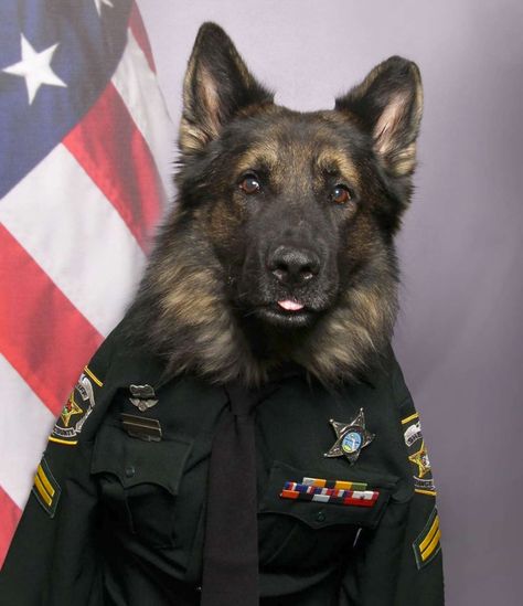 Adorable K9 Officer Poses In Full Uniform For His Official Portrait - The Dodo Police Dog Names, Official Portrait, K9 Officer, K9 Dogs, Police Dog, Police K9, Dog Poses, Police Uniforms, Id Photo