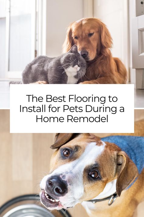 Remodeling your home with pets? Explore the best flooring to install during your project for aesthetically pleasing and durable results. Basement Addition, Pet Friendly Flooring, Best Flooring, Home Remodel, Engineered Hardwood Flooring, Rubber Flooring, Luxury Vinyl Flooring, Flooring Options, Pet Home