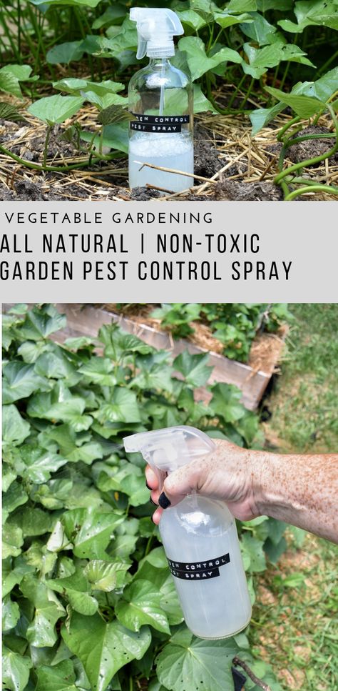 Garden Pest Control Spray - Rocky Hedge Farm #garden #gardening #gardenideas #gardeningtips #patiogarden #patiogardenideas #backyard #backyardgarden #backyardgardeningideas #flowergardening #fruitgarden Compost Diy, Garden Pest Spray, Pest Spray, Squash Bugs, Funny Vine, Jardim Diy, Garden Pest Control, Garden Types, Diy Gardening