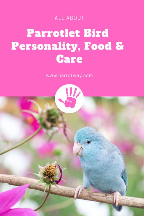 Parrotlet Birds, Pacific Parrotlet, Birds Parrots, Parakeet Bird, Amazon Parrot, Bird Aviary, Gardening Flowers, Parakeets, Eye Circles