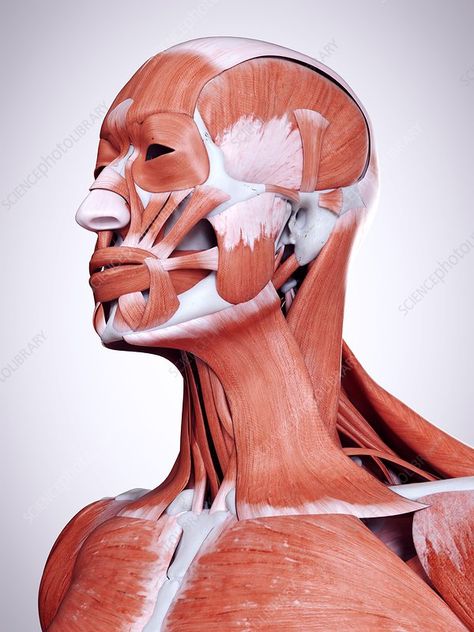 Illustration of the head and neck muscles Neck Muscle Anatomy, Body Muscle Anatomy, Punkty Spustowe, Head Muscles, Human Muscle Anatomy, Neck Muscles, Facial Anatomy, Muscle Knots, Face Anatomy