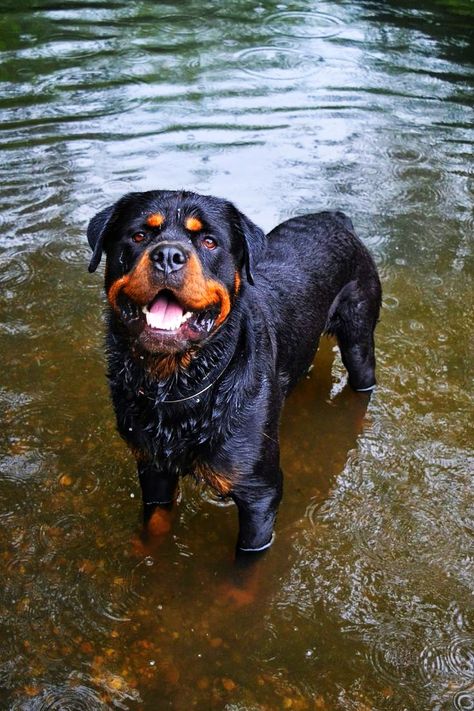 Rottweiler Love, Positive Dog Training, Rottweiler Puppies, Rottweiler Dog, 7th Grade, Cane Corso, Dog Behavior, Dog Training Tips, Australian Shepherd