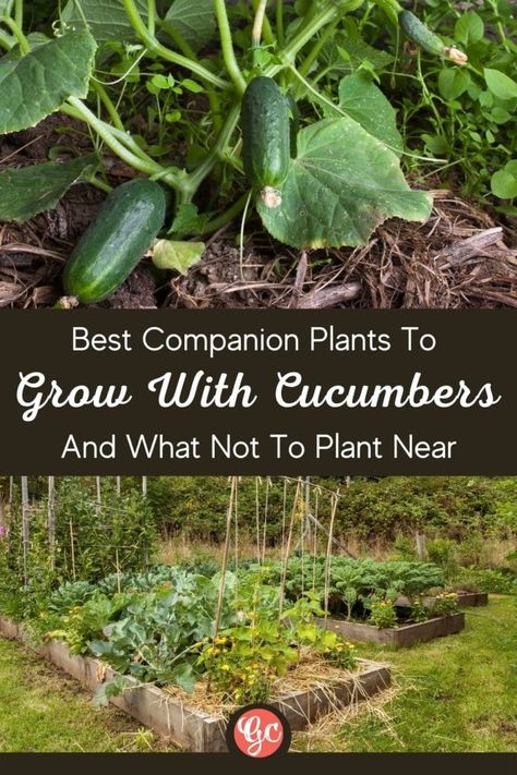 11 Cucumber Companion Plants to Grow Together And What Not To Plant Near Plants To Grow Together, Cucumber Companion Plants, Potato Companion Plants, Strawberry Companion Plants, Growing Beans, Companion Planting Chart, Cucumber Gardening, Companion Planting Vegetables, Raised Vegetable Gardens