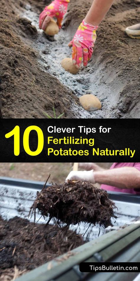 Organic Fertilizer For Vegetables, Planting Seed Potatoes, Potato Tower, Organic Fertilizers, Potato Gardening, Brown Hairstyles, Tattoo Plant, Planting Potatoes, Vegetable Garden Diy