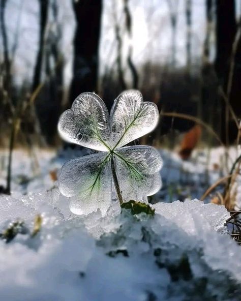 Image Nature, Winter Magic, Winter Scenery, Winter Flowers, Cool Ideas, E Card, Alam Yang Indah, Four Leaf, Beautiful Nature Pictures