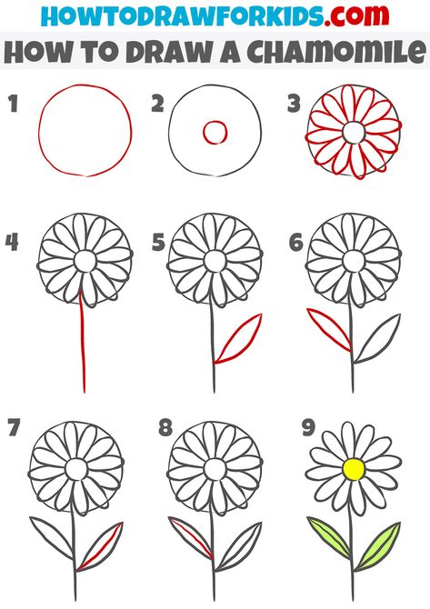 how to draw a chamomile step by step How To Draw A Garden Step By Step, How To Draw A Daisy, Dope Drawings, Draw Plants, Drawing Classes For Kids, Plants Drawing, Flowers Sketch, Easy Flower Drawings