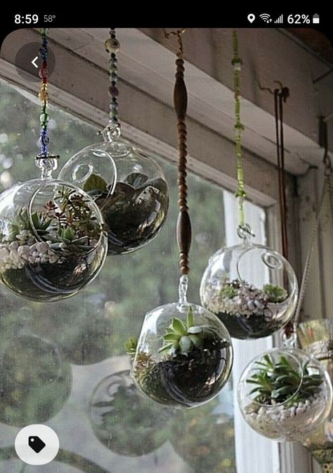 Plants In Glass Bowl, Hanging Glass Terrarium, Plant In Glass, Air Plants Decor, Plants Hanging, Hanging Terrarium, نباتات منزلية, Trendy Plants, Hanging Plants Indoor