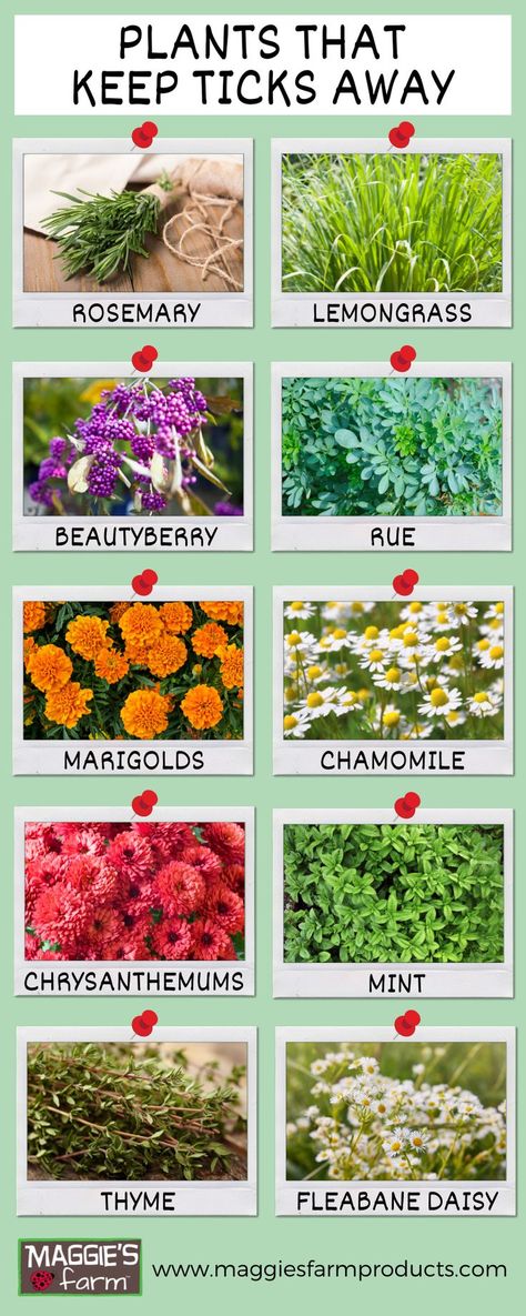 Pale green background with rosemary, lemongrass, beautyberry, rue, marigolds, chamomile, chrysanthemums, mint, thyme, and fleabane daisy. Flowers That Repel Bugs, Tick Prevention Yard, Tick Free Yard, Mini Butterfly Garden, Flea Repelling Plants, Flowers That Repel Insects, Tick Repellent Plants, Bee Repellent Plants, Flowers To Plant In Garden