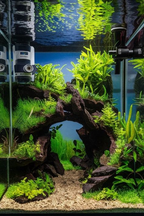 Fish Tank Scape Ideas, Shrimp Breeding Tanks, Shrimp Aquarium Ideas, Shrimp Aquarium Freshwater, Simple Aquarium Ideas, Indoor Water Garden With Fish, Home Aquarium Aesthetic, Aquascape Aquarium Ideas, Shrimp Tank Aquascape