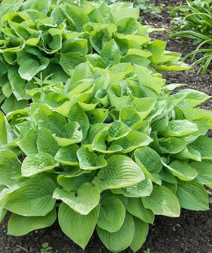 Hosta 'August Moon' (Plantain Lily) Hosta August Moon, Hosta Care, Variegated Hosta, August Moon, Easy Perennials, Plantain Lily, Shade Loving Perennials, Hosta Plants, Hummingbird Garden